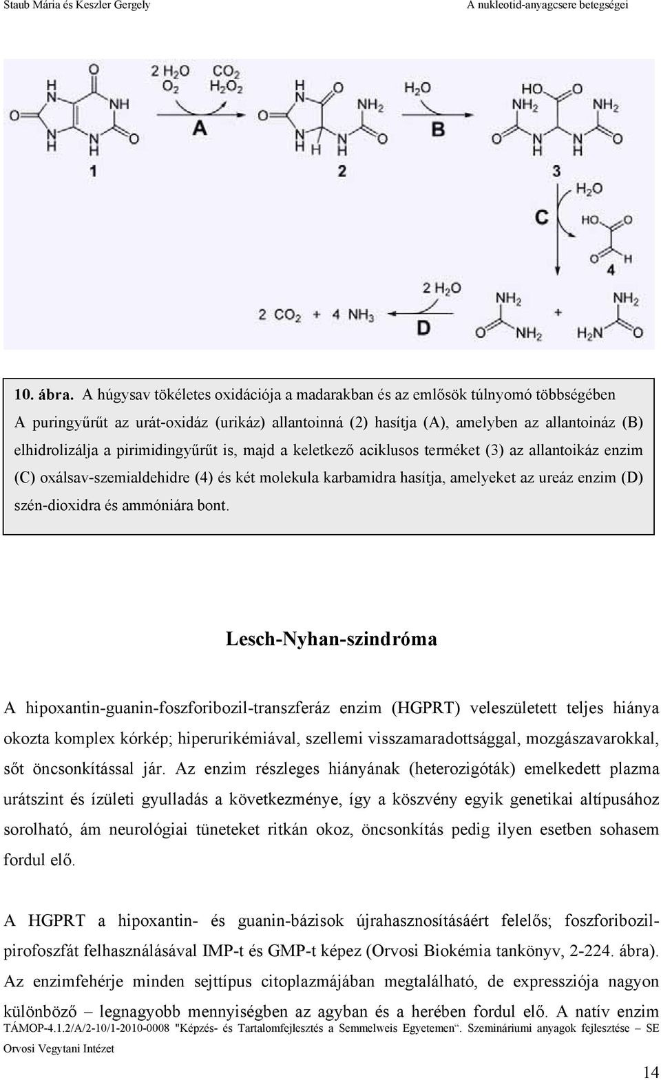 pirimidingyűrűt is, majd a keletkező aciklusos terméket (3) az allantoikáz enzim (C) oxálsav-szemialdehidre (4) és két molekula karbamidra hasítja, amelyeket az ureáz enzim (D) szén-dioxidra és