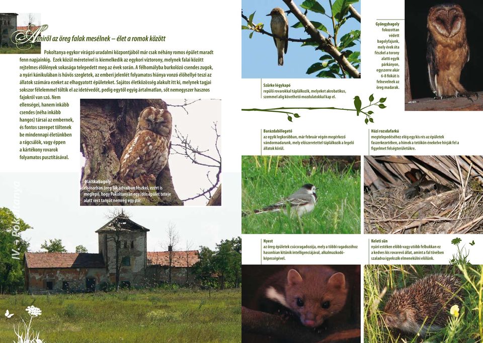 A félhomályba burkolózó csendes zugok, a nyári kánikulában is hűvös szegletek, az emberi jelenlét folyamatos hiánya vonzó élőhellyé teszi az állatok számára ezeket az elhagyatott épületeket.