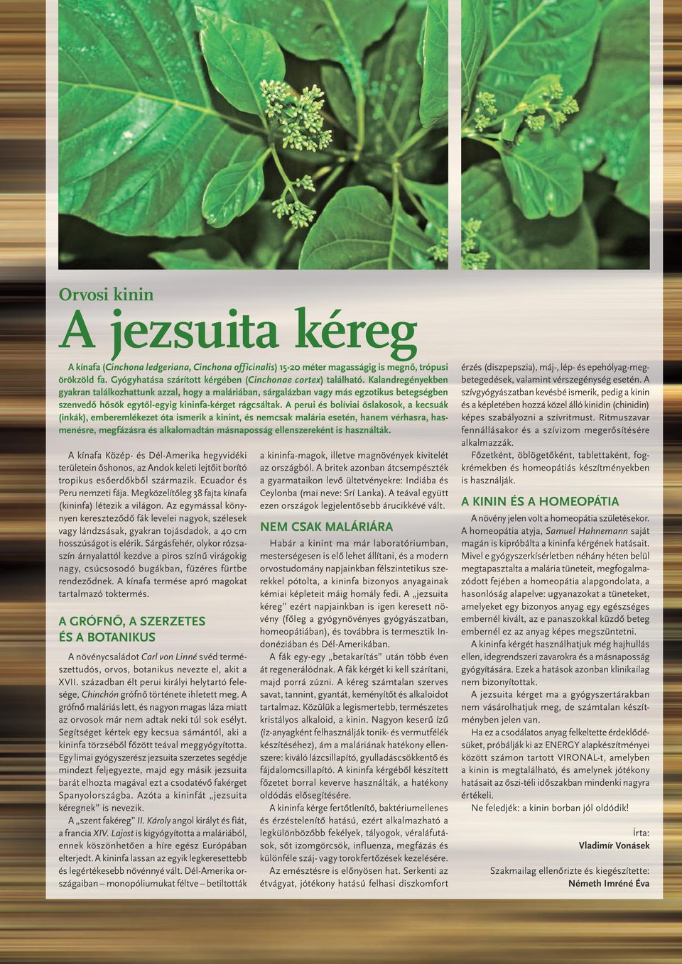 A perui és bolíviai őslakosok, a kecsuák (inkák), emberemlékezet óta ismerik a kinint, és nemcsak malária esetén, hanem vérhasra, hasmenésre, megfázásra és alkalomadtán másnaposság ellenszereként is