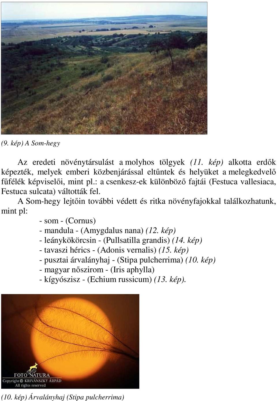 : a csenkesz-ek különbözı fajtái (Festuca vallesiaca, Festuca sulcata) váltották fel.