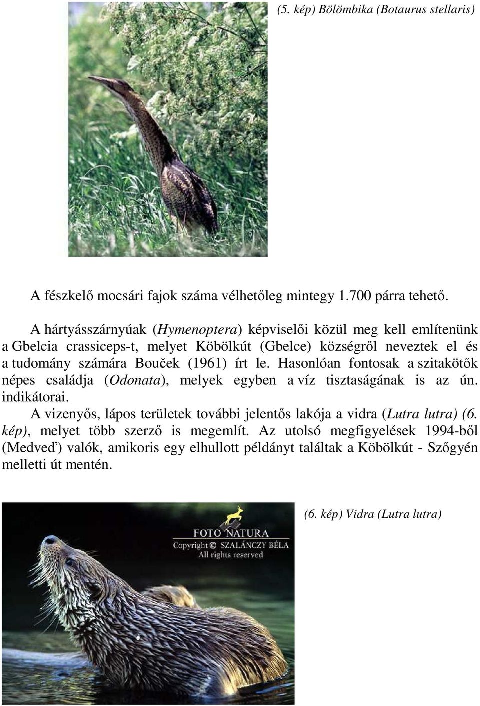 (1961) írt le. Hasonlóan fontosak a szitakötık népes családja (Odonata), melyek egyben a víz tisztaságának is az ún. indikátorai.