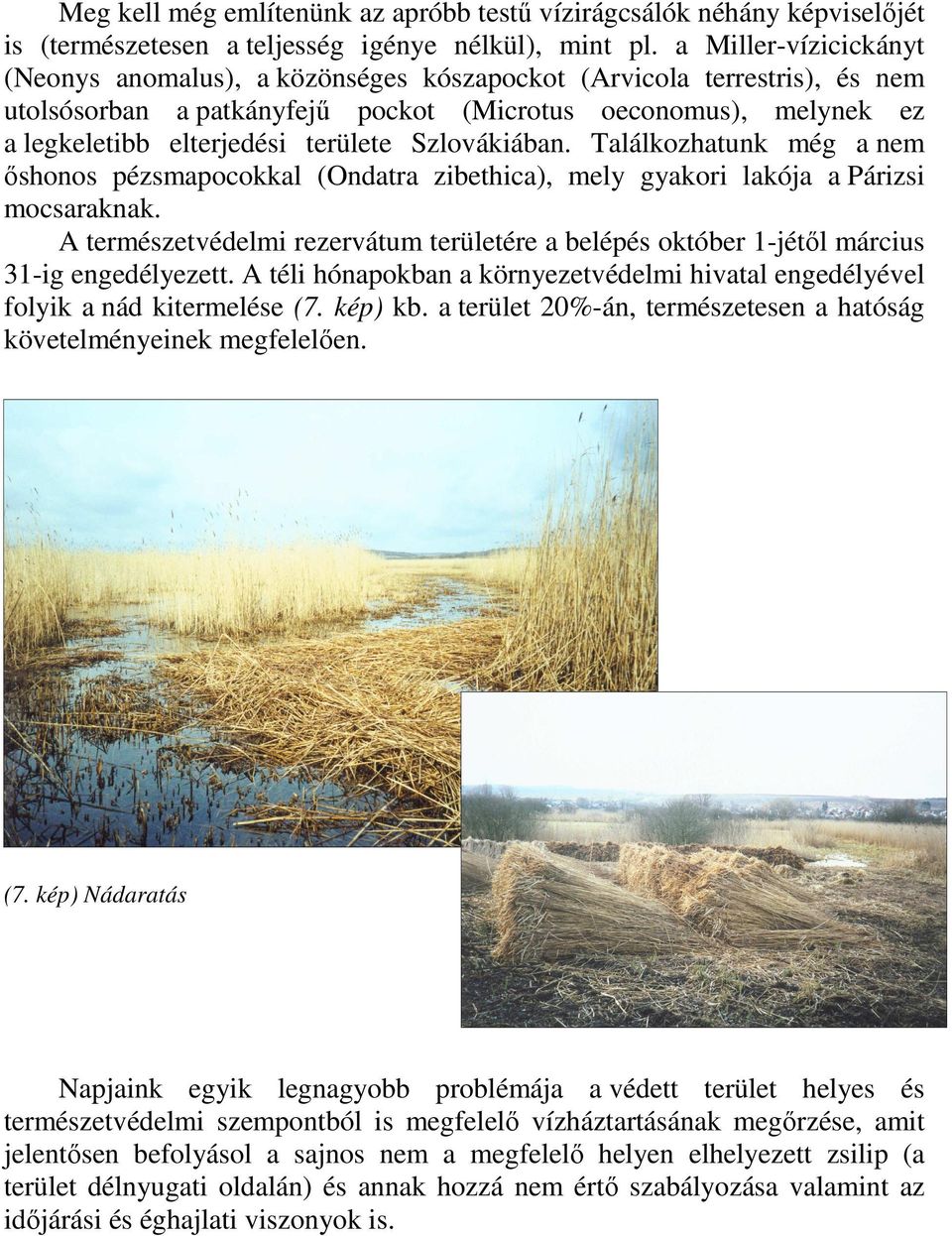 Szlovákiában. Találkozhatunk még a nem ıshonos pézsmapocokkal (Ondatra zibethica), mely gyakori lakója a Párizsi mocsaraknak.