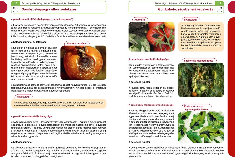 Az elôrejelzés az alsó levélszintek fokozott figyelését írja elô, mivel itt, a magasabb páratartalom és az árnyékolás hatására, a lappangási idô rövidebb, a fertôzés korábban és erôteljesebben