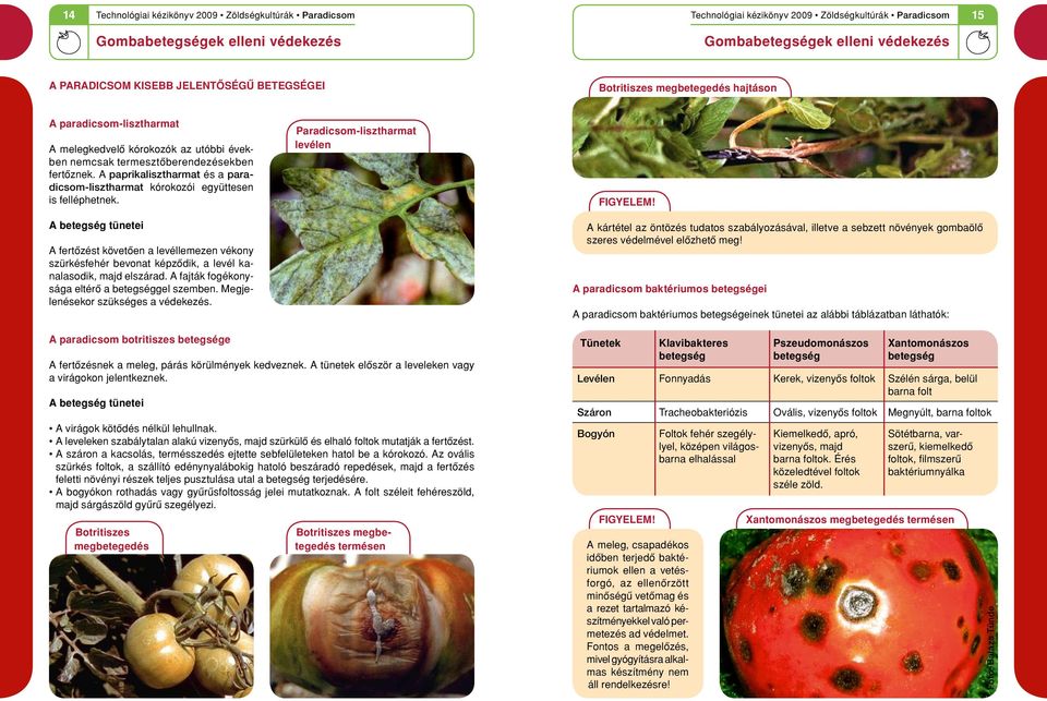 A fajták fogékonysága eltérô a betegséggel szemben. Megjelenésekor szu kséges a védekezés. Paradicsom-lisztharmat levélen FIGYELEM!