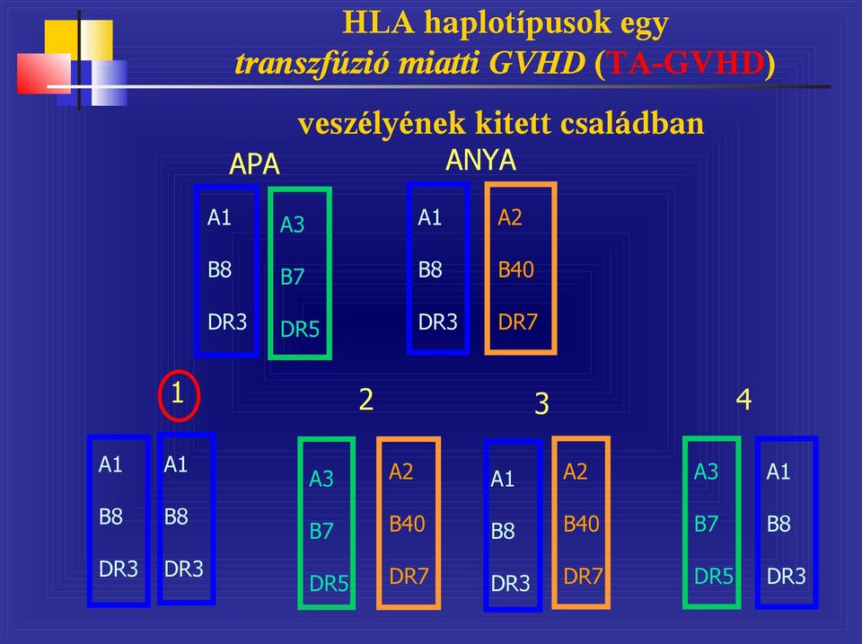 B8 B40 DR3 DR5 DR3 DR7 1 2 3 4 A1 A1 A3 A2 A1 A2 A3 A1