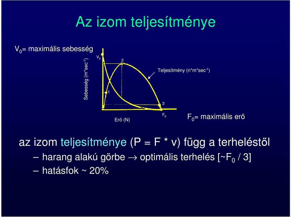 maximális erő az izom teljesítménye (P = F * v) függ a