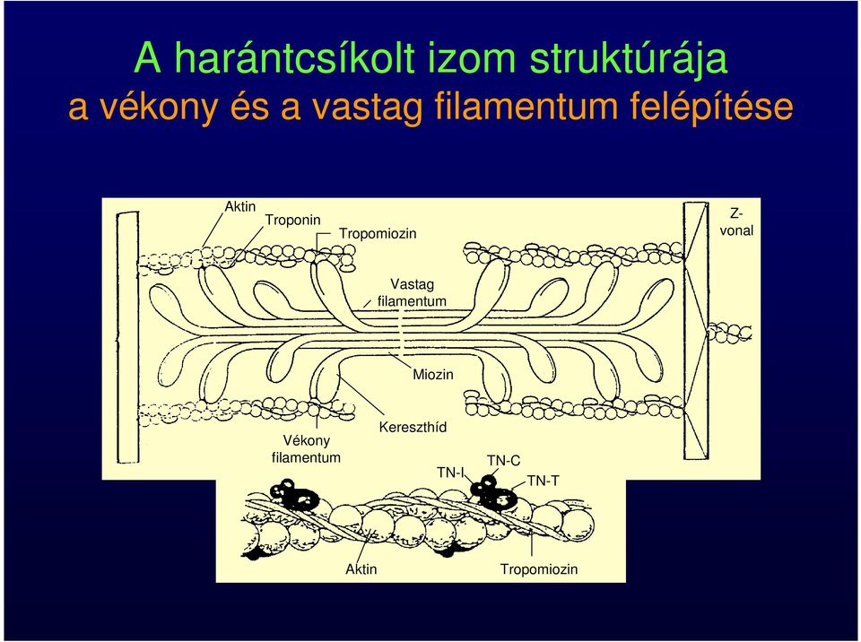 Tropomiozin Z- vonal Vastag filamentum Miozin