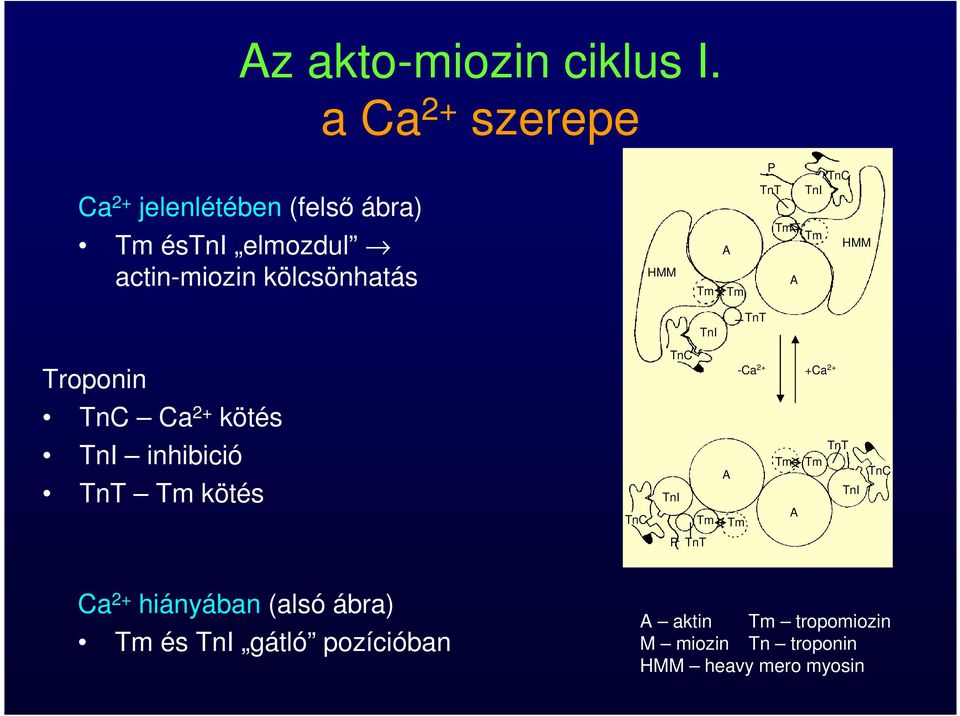 A Tm P TnT Tm A TnC TnI Tm HMM TnI TnT Troponin TnC Ca 2+ kötés TnI inhibició TnT Tm kötés TnC TnC
