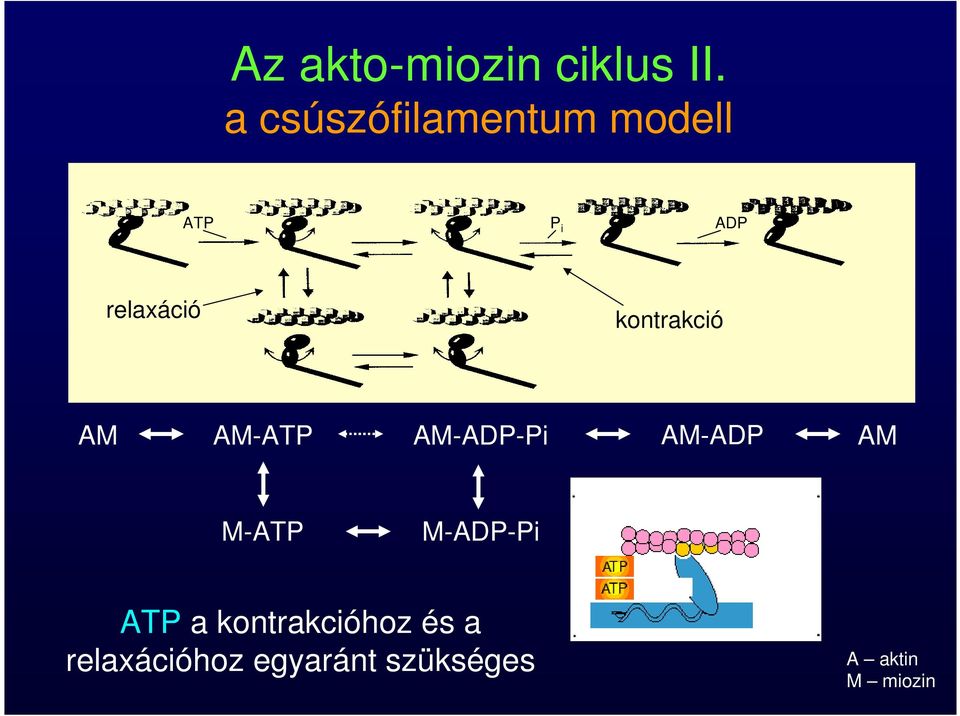 kontrakció AM AM-ATP AM-ADP-Pi AM-ADP AM M-ATP