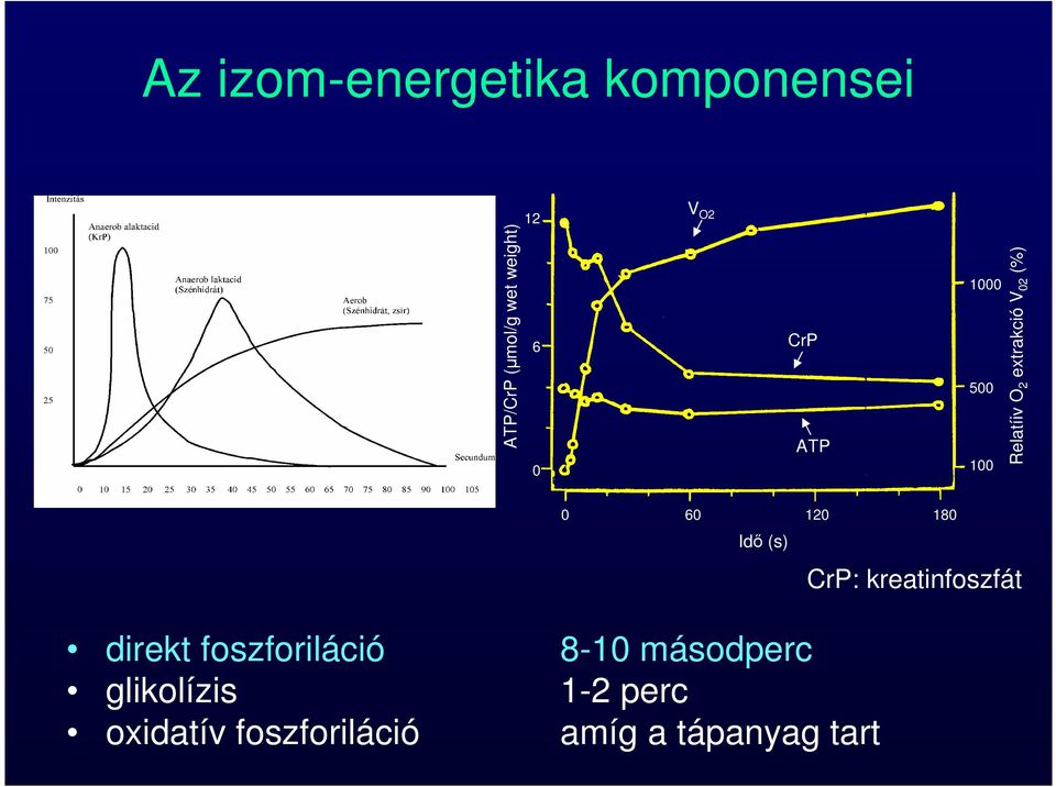 120 180 Idő (s) direkt foszforiláció 8-10 másodperc glikolízis