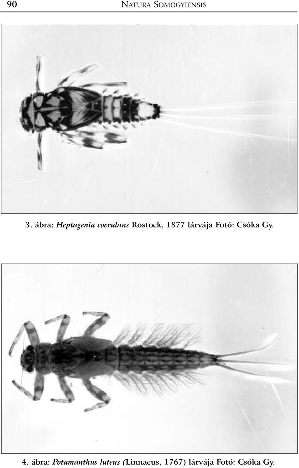 1877 lárvája Fotó: Csóka Gy. 4.