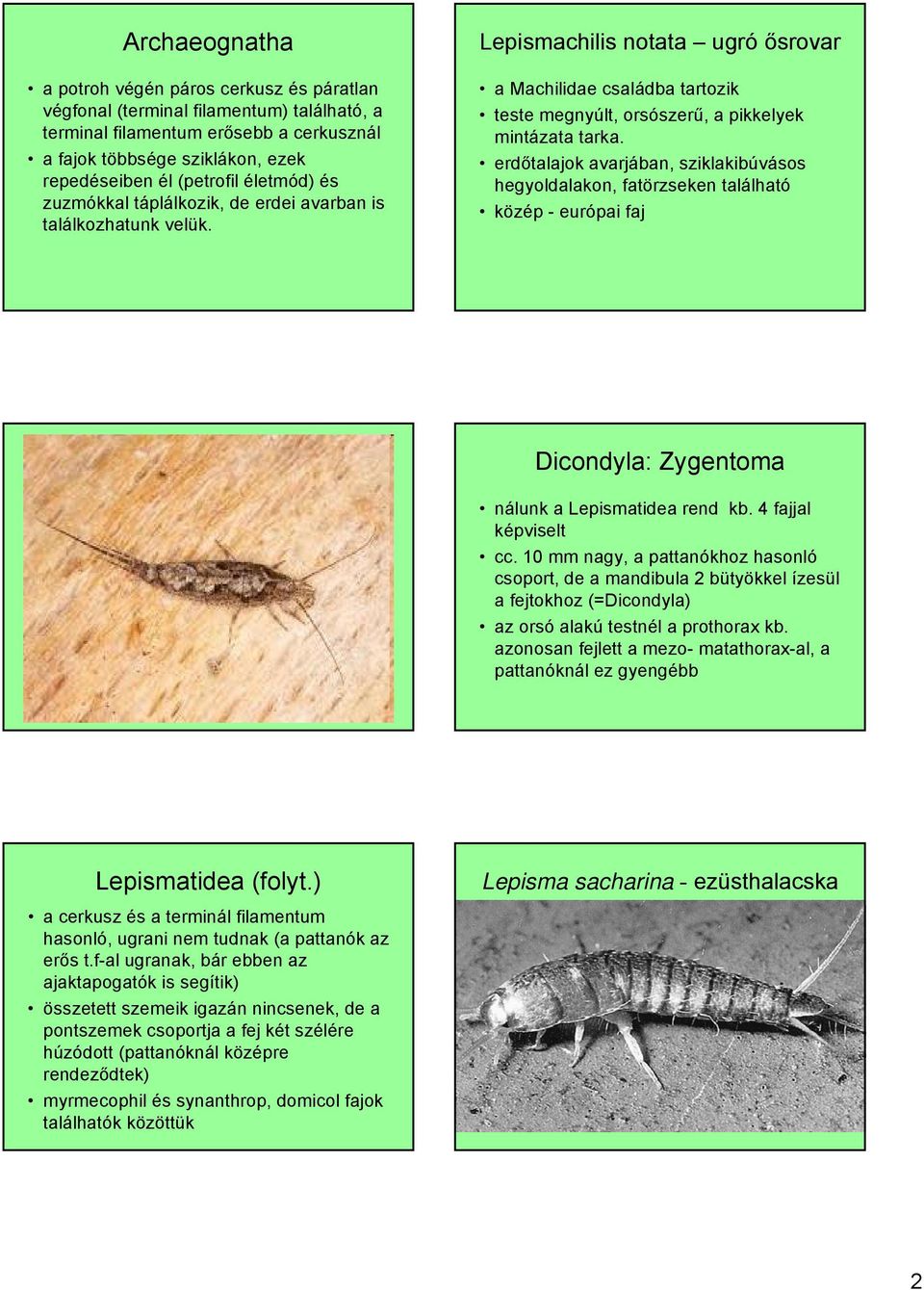 erdőtalajok avarjában, sziklakibúvásos hegyoldalakon, fatörzseken található közép - európai faj Dicondyla: Zygentoma nálunk a Lepismatidea rend kb. 4 fajjal képviselt cc.