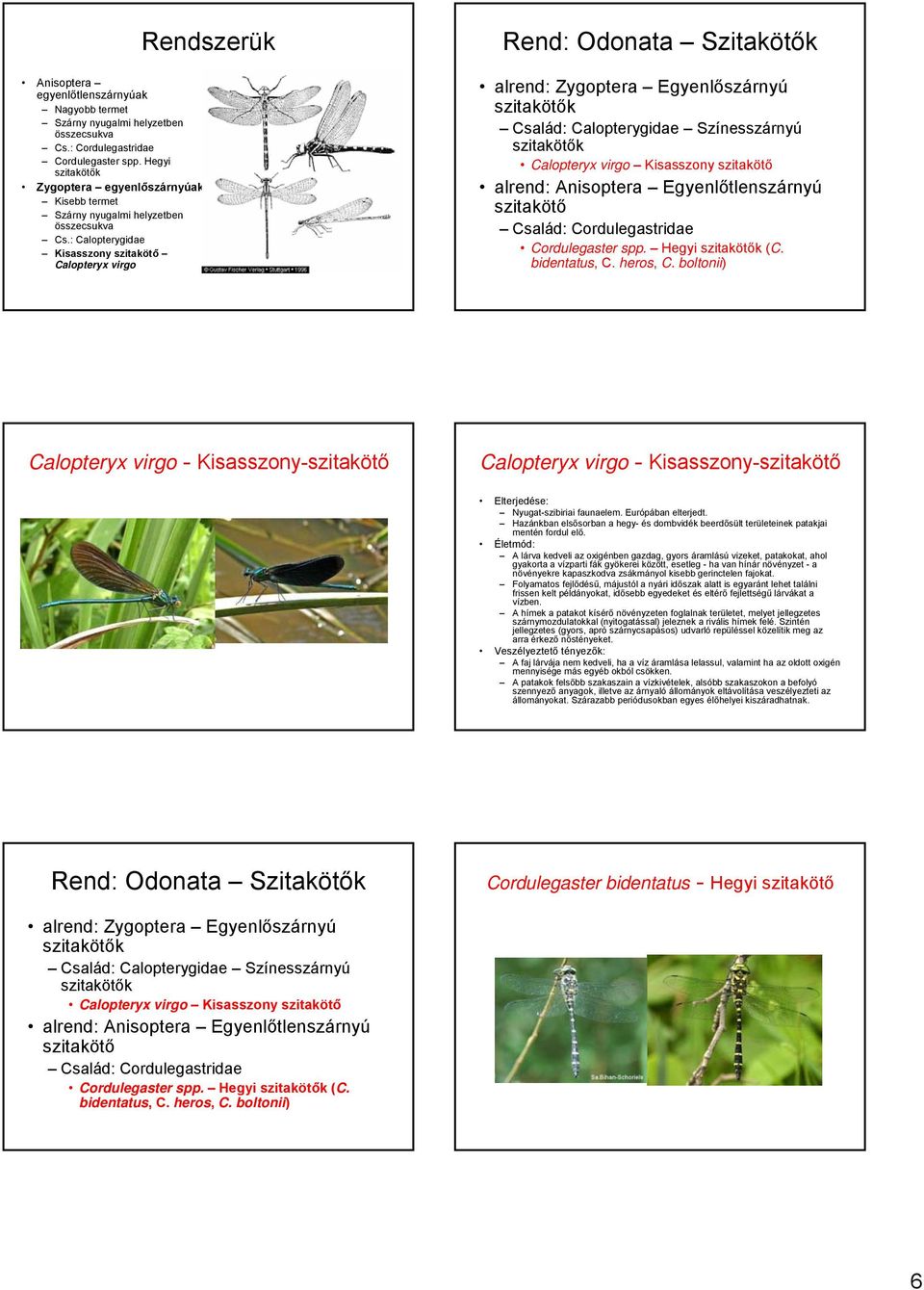 : Calopterygidae Kisasszony szitakötő Calopteryx virgo Rendszerük Rend: Odonata Szitakötők alrend: Zygoptera Egyenlőszárnyú szitakötők Család: Calopterygidae Színesszárnyú szitakötők Calopteryx virgo