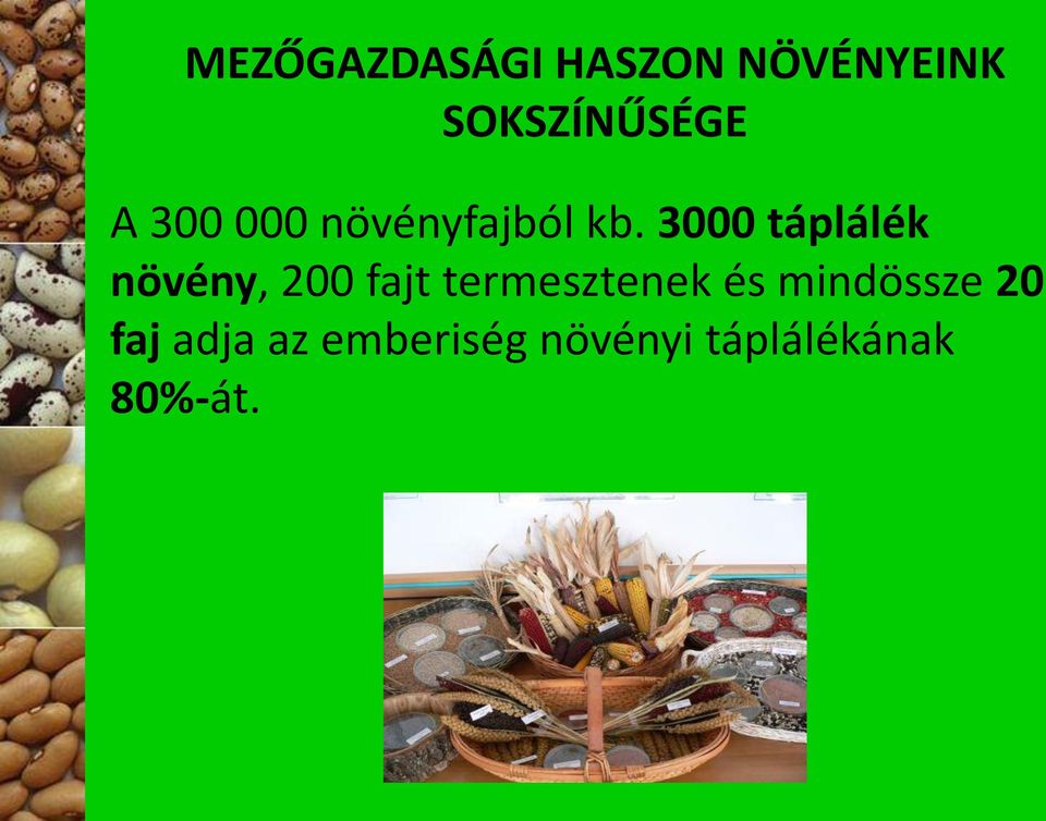 3000 táplálék növény, 200 fajt termesztenek