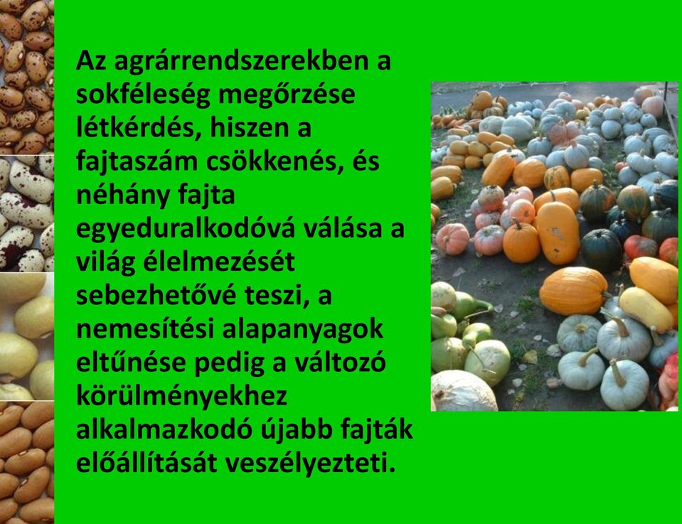 élelmezését sebezhetővé teszi, a nemesítési alapanyagok eltűnése pedig
