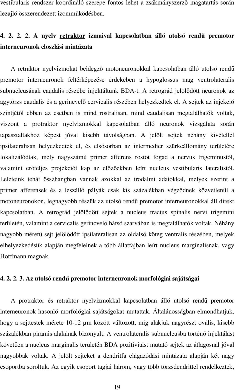 interneuronok feltérképezése érdekében a hypoglossus mag ventrolateralis subnucleusának caudalis részébe injektáltunk BDA-t.