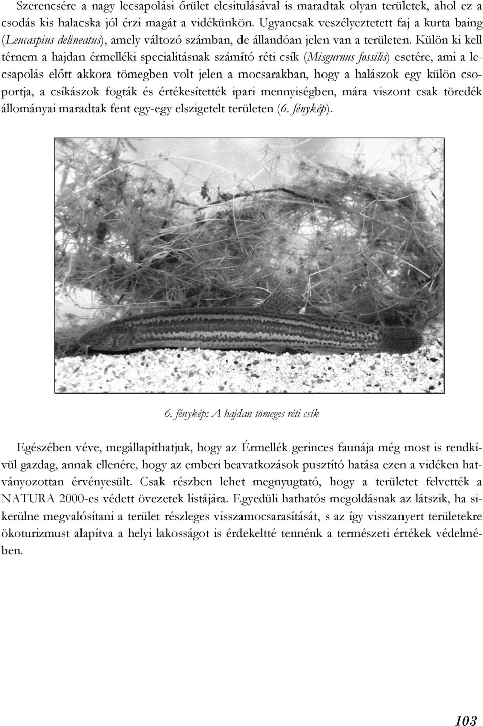 Külön ki kell térnem a hajdan érmelléki specialitásnak számító réti csík (Misgurnus fossilis) esetére, ami a lecsapolás előtt akkora tömegben volt jelen a mocsarakban, hogy a halászok egy külön