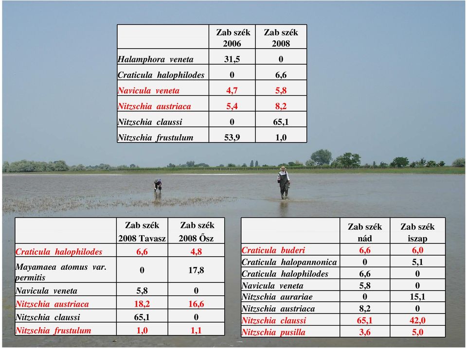 permitis 0 17,8 Navicula veneta 5,8 0 Nitzschia austriaca 18,2 16,6 Nitzschia claussi 65,1 0 Nitzschia frustulum 1,0 1,1 Zab szék Zab szék nád iszap Craticula