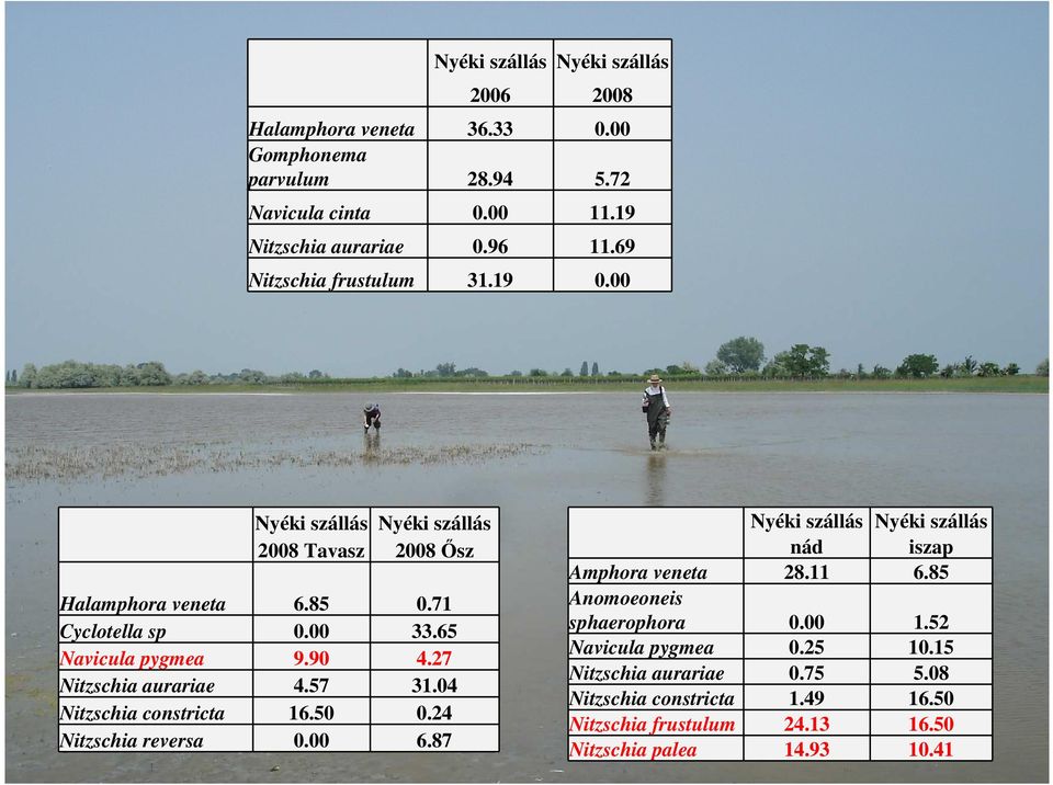 27 Nitzschia aurariae 4.57 31.04 Nitzschia constricta 16.50 0.24 Nitzschia reversa 0.00 6.87 Nyéki szállás Nyéki szállás nád iszap Amphora veneta 28.11 6.