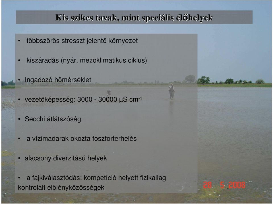 3000-30000 µs cm -1 Secchi átlátszóság a vízimadarak okozta foszforterhelés alacsony