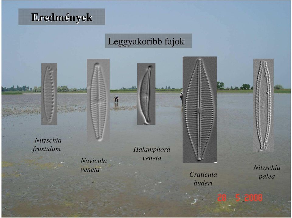 Navicula veneta Halamphora