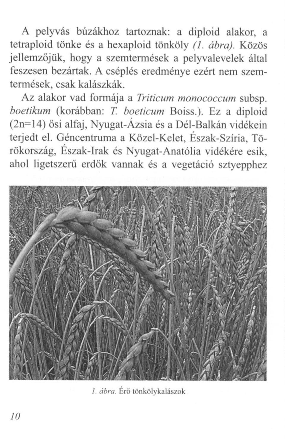Az alakor vad formája a Triticum monococcum subsp. boetikum (korábban: T boeticum Boiss.).