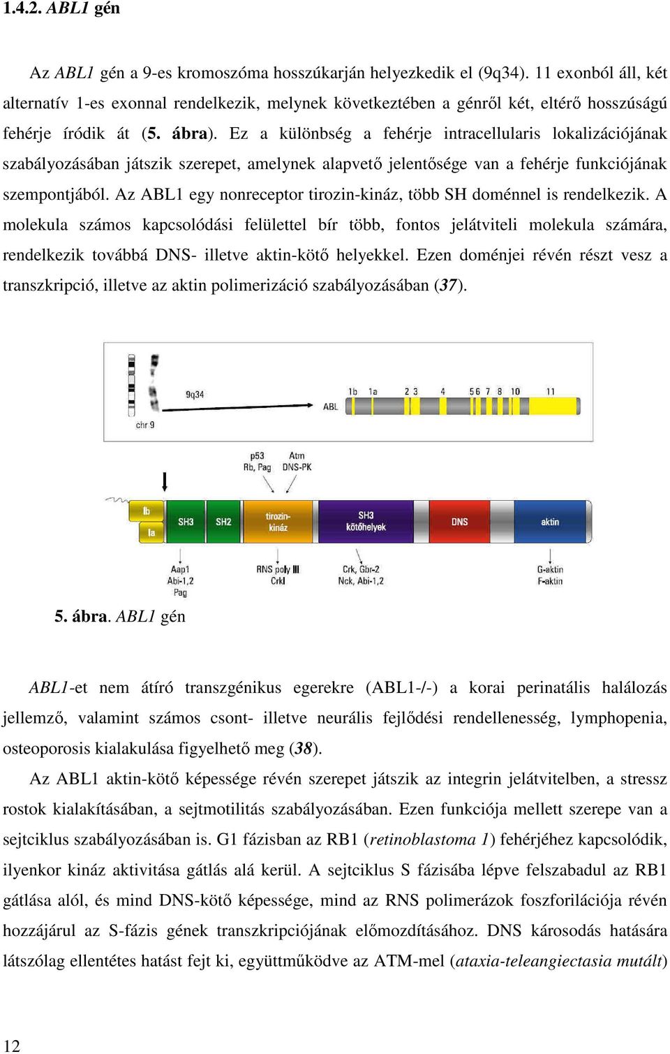 Ez a különbség a fehérje intracellularis lokalizációjának szabályozásában játszik szerepet, amelynek alapvető jelentősége van a fehérje funkciójának szempontjából.