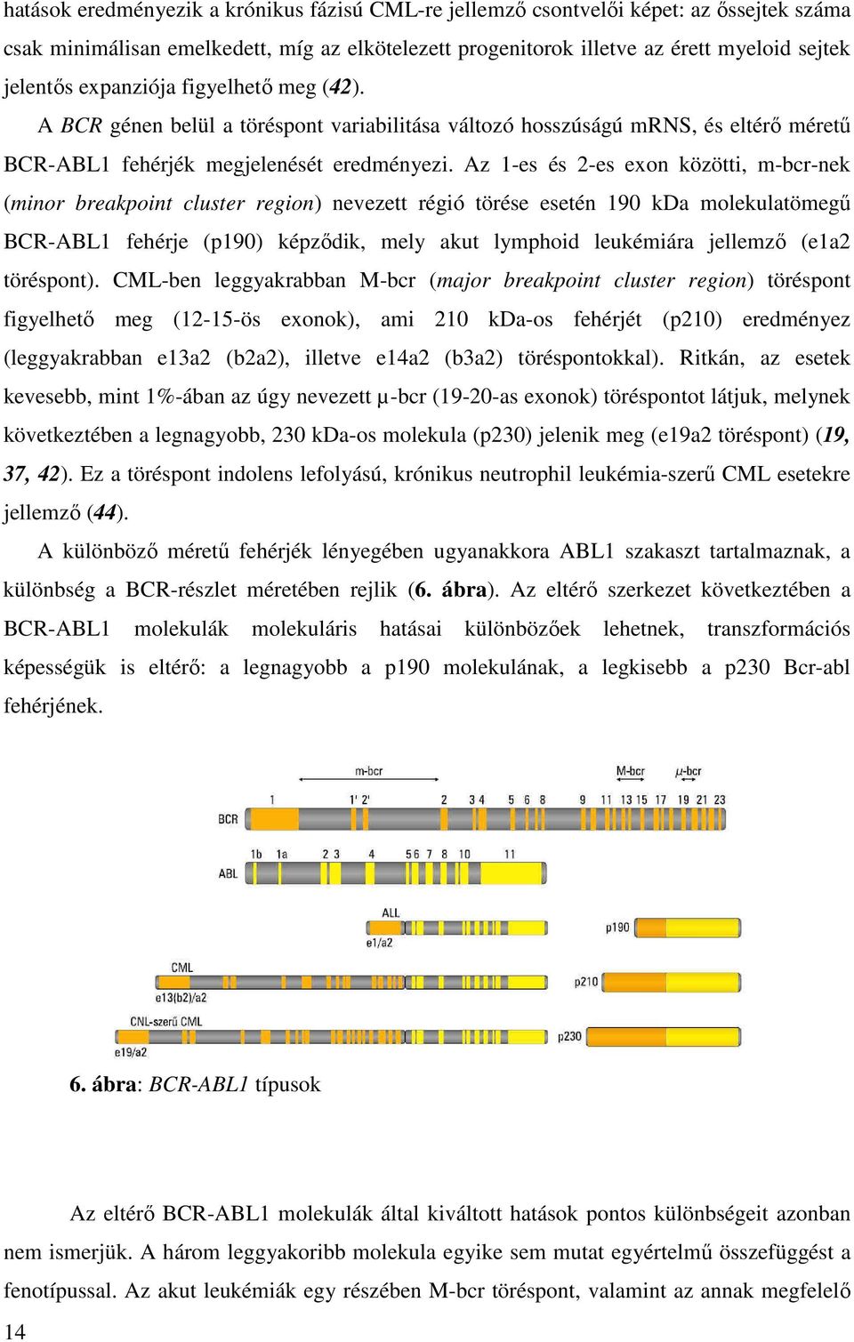 Az 1-es és 2-es exon közötti, m-bcr-nek (minor breakpoint cluster region) nevezett régió törése esetén 190 kda molekulatömegű BCR-ABL1 fehérje (p190) képződik, mely akut lymphoid leukémiára jellemző