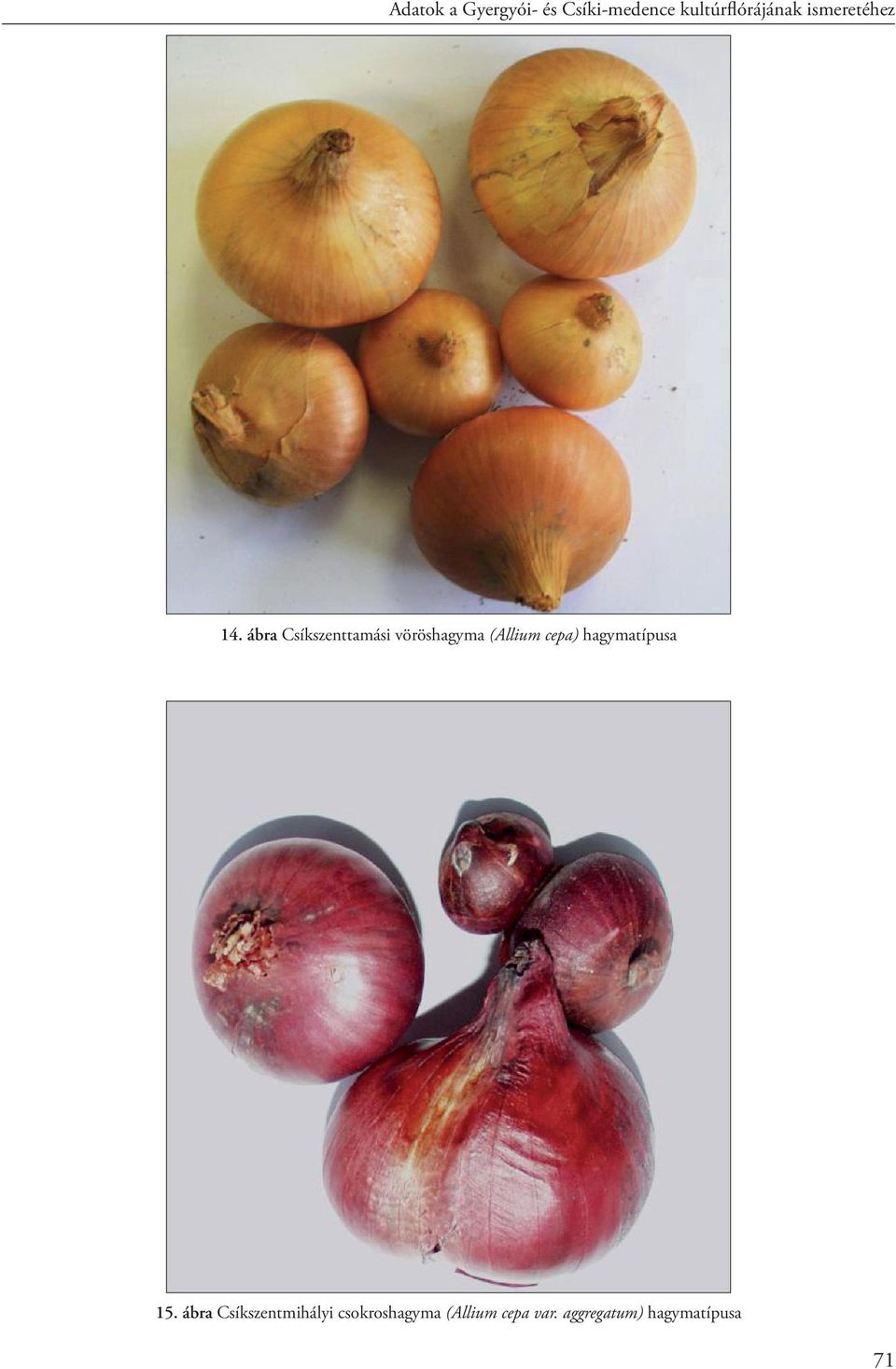 ábra Csíkszenttamási vöröshagyma (Allium cepa)