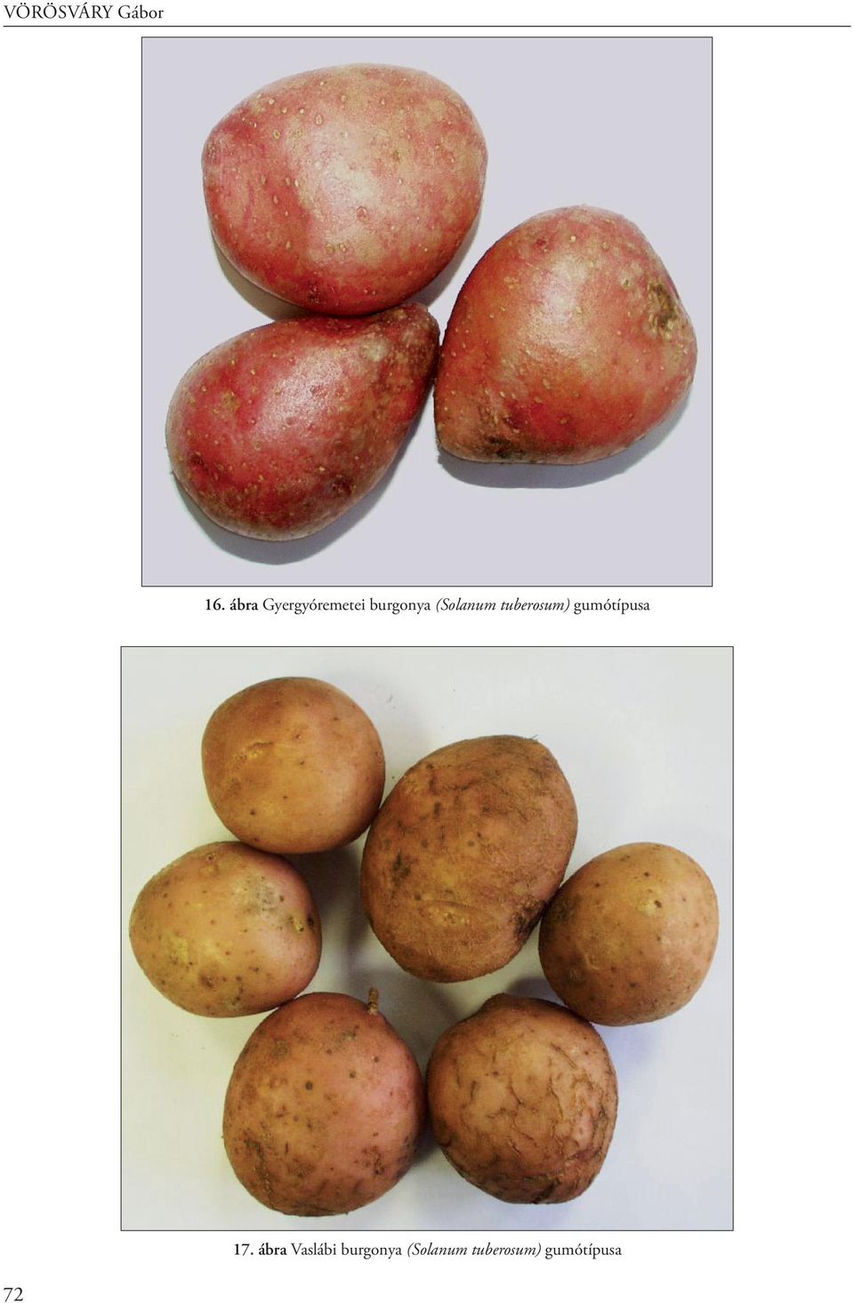 (Solanum tuberosum) gumótípusa 7.