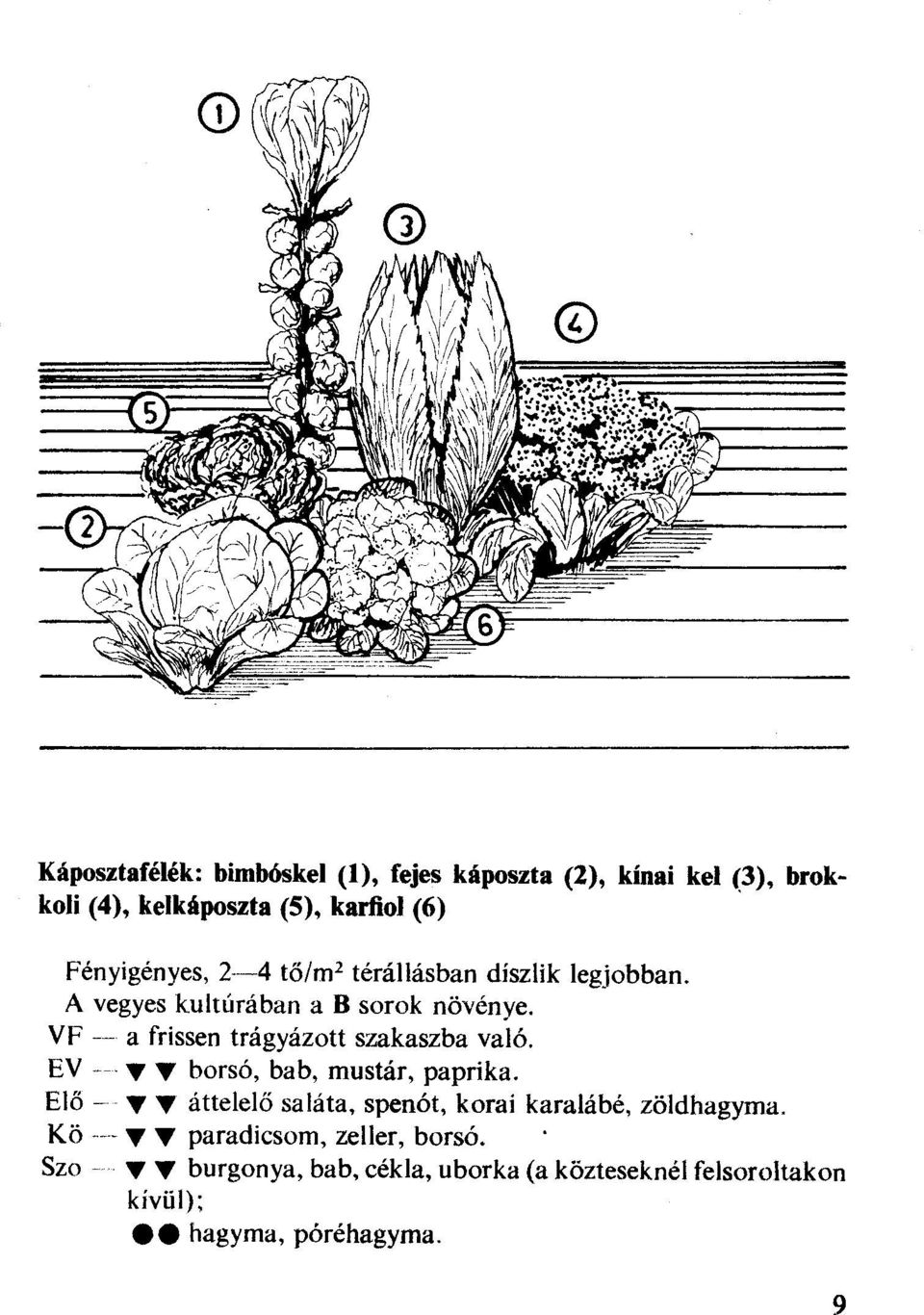 VF -- a frissen trágyázott szakaszba való. EV---- T borsó, bab, mustár, paprika.