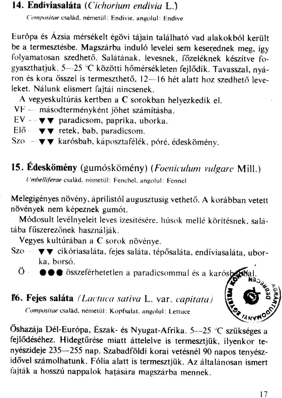 Tavasszal, nyáron és kora ősszel is termeszthető. 12---16 hét alatt hoz szedhető leveleket. Nálunk elismert fajtái nincsenek. A vegyeskultúrás kertben a C sorokban helyezkedik el.