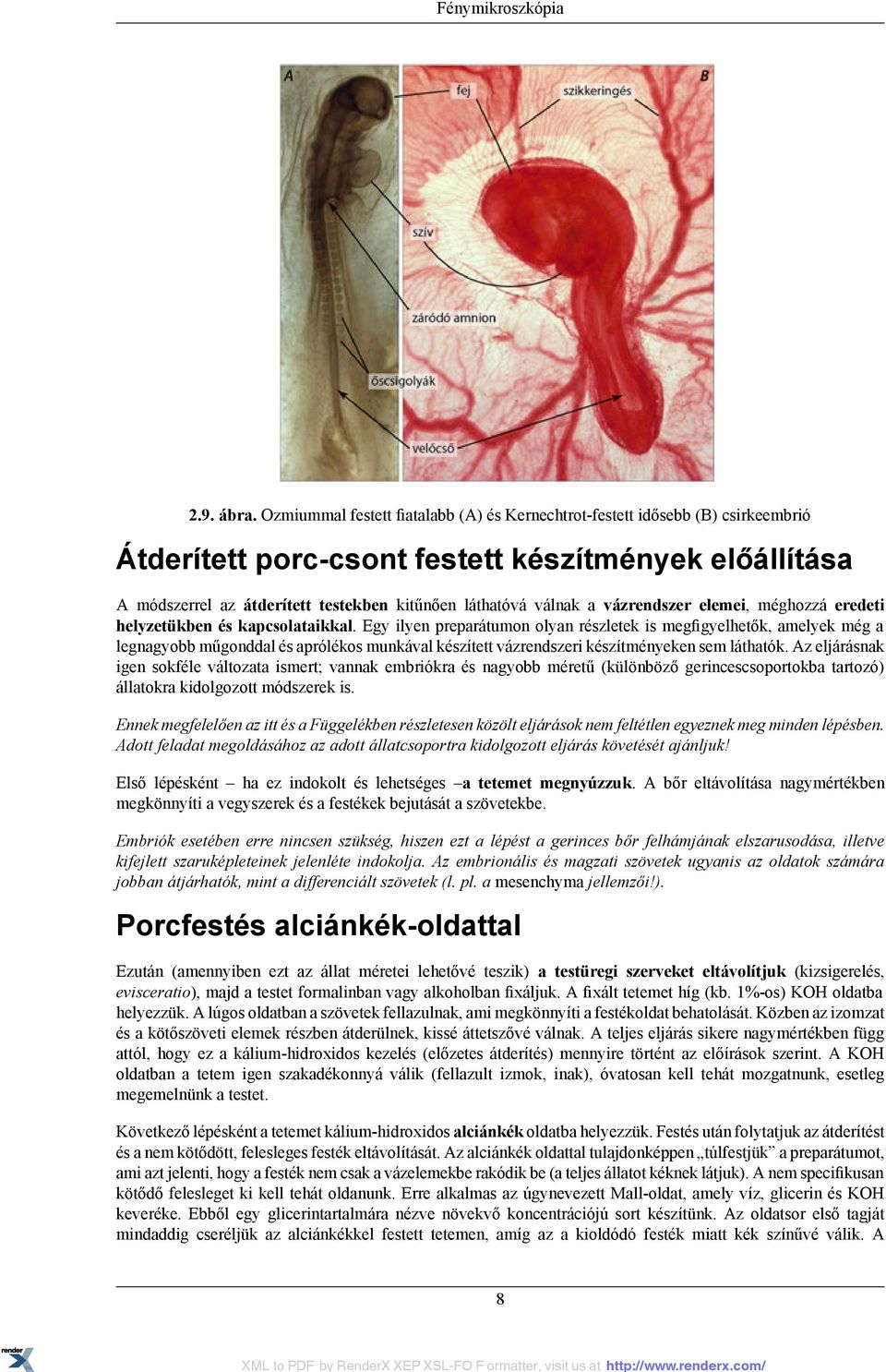 vázrendszer elemei, méghozzá eredeti helyzetükben és kapcsolataikkal.