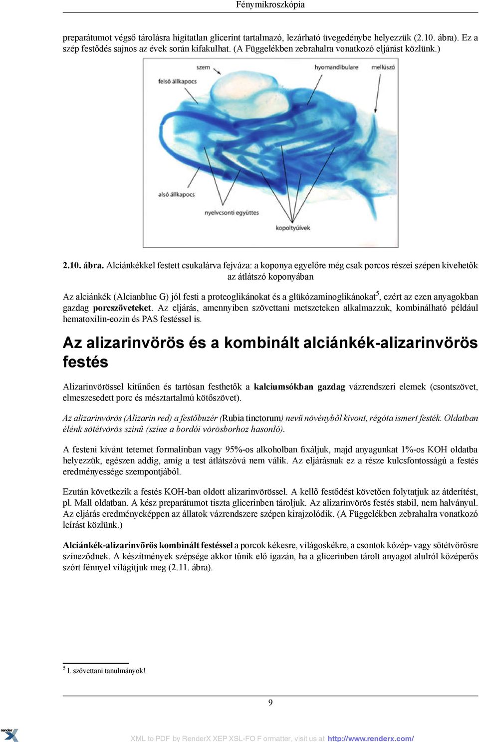 Alciánkékkel festett csukalárva fejváza: a koponya egyelőre még csak porcos részei szépen kivehetők az átlátszó koponyában Az alciánkék (Alcianblue G) jól festi a proteoglikánokat és a