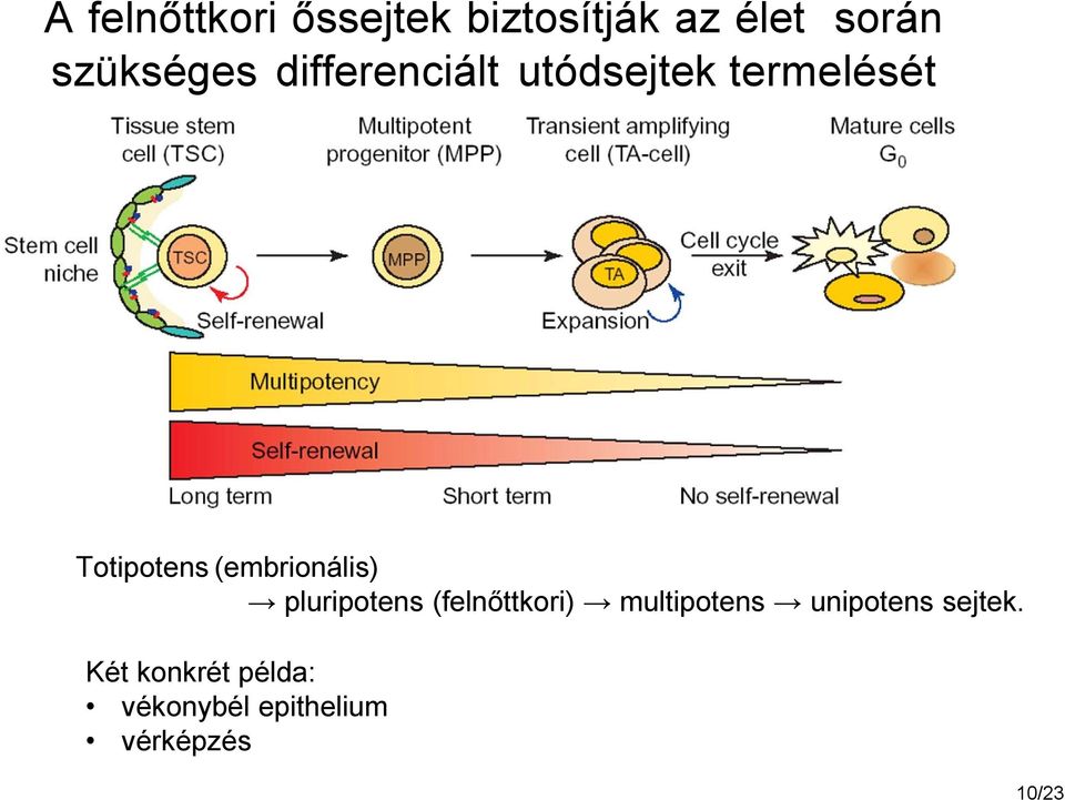 (embrionális) pluripotens (felnőttkori) multipotens