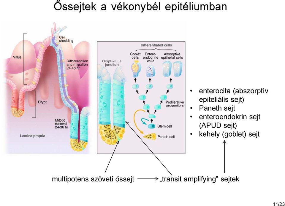 enteroendokrin sejt (APUD sejt) kehely (goblet)