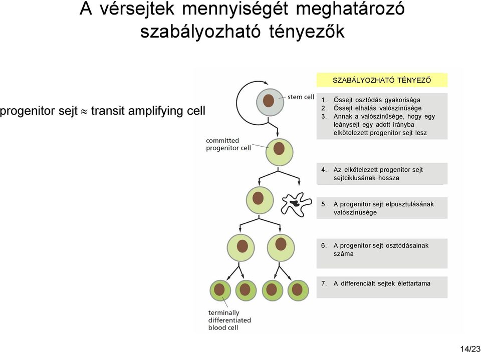 Annak a valószínűsége, hogy egy leánysejt egy adott irányba elkötelezett progenitor sejt lesz 4.