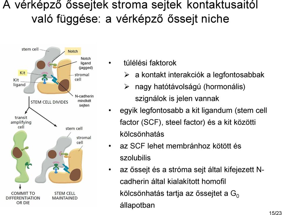 legfontosabb a kit ligandum (stem cell factor (SCF), steel factor) és a kit közötti kölcsönhatás az SCF lehet membránhoz kötött és