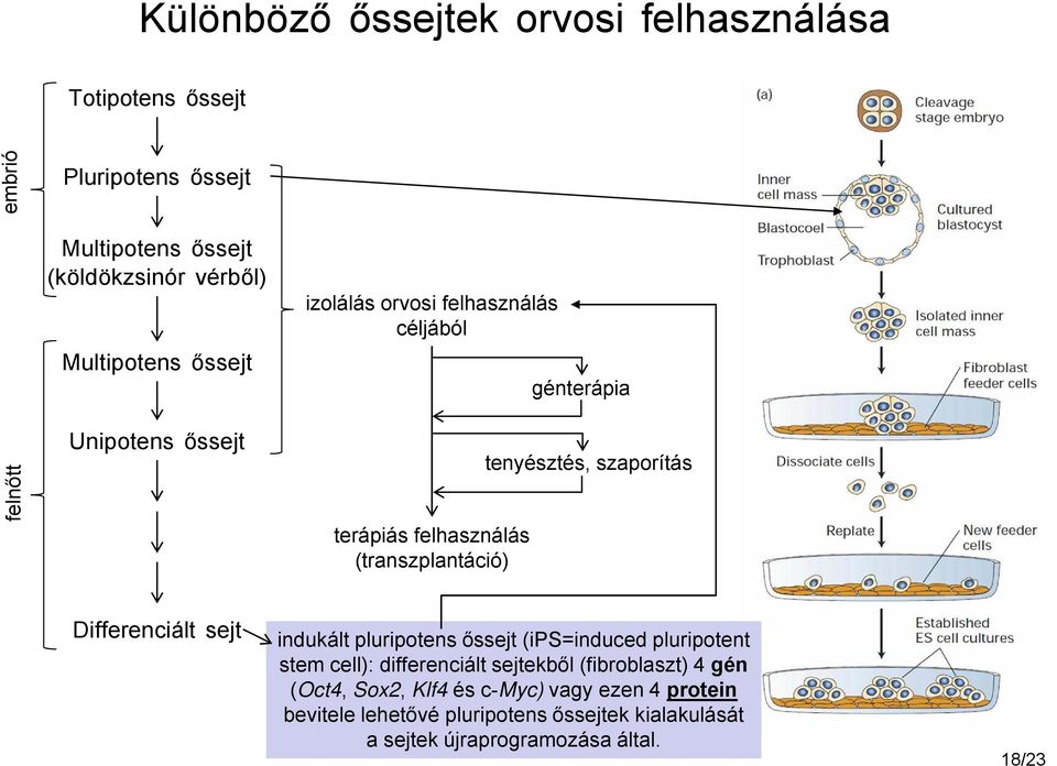 szaporítás Differenciált sejt indukált pluripotens őssejt (ips=induced pluripotent stem cell): differenciált sejtekből (fibroblaszt) 4