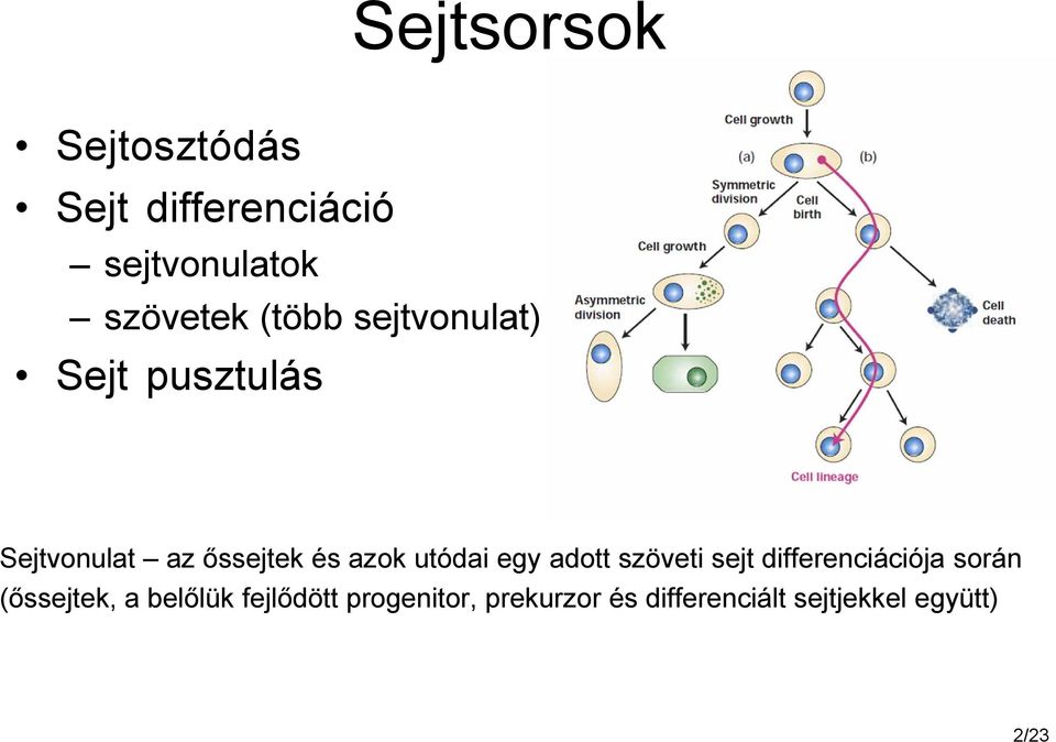 utódai egy adott szöveti sejt differenciációja során (őssejtek, a