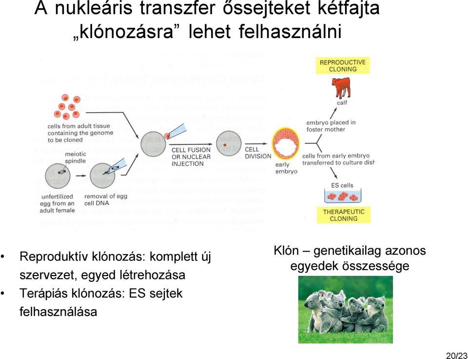 szervezet, egyed létrehozása Terápiás klónozás: ES