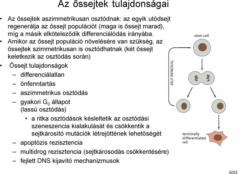 Amikor az őssejt populáció növelésére van szükség, az őssejtek szimmetrikusan is osztódhatnak (két őssejt keletkezik az osztódás során) Őssejt tulajdonságok