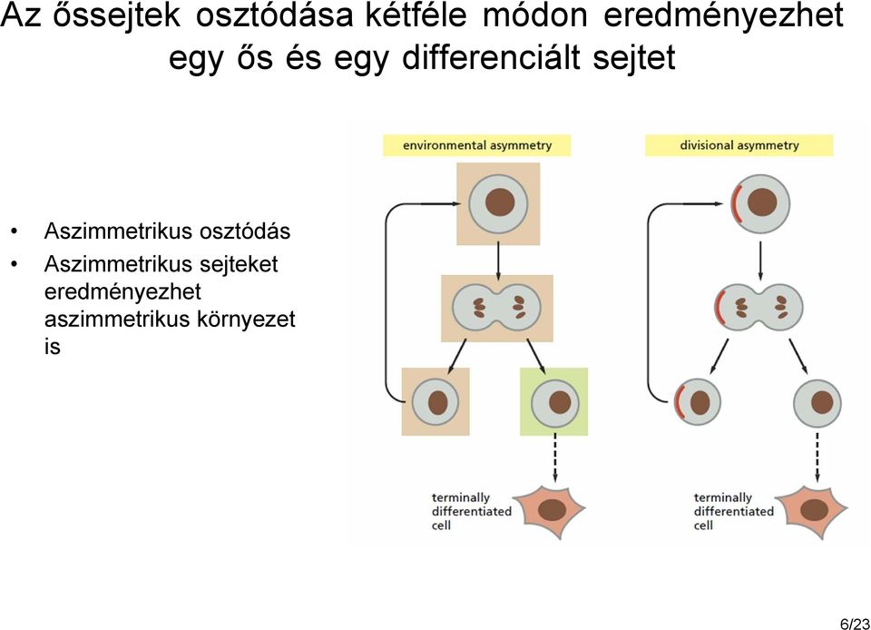 sejtet Aszimmetrikus osztódás Aszimmetrikus