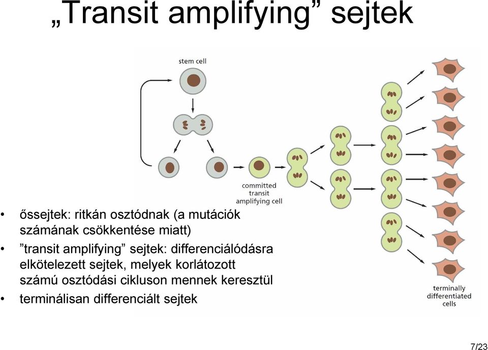 differenciálódásra elkötelezett sejtek, melyek korlátozott számú