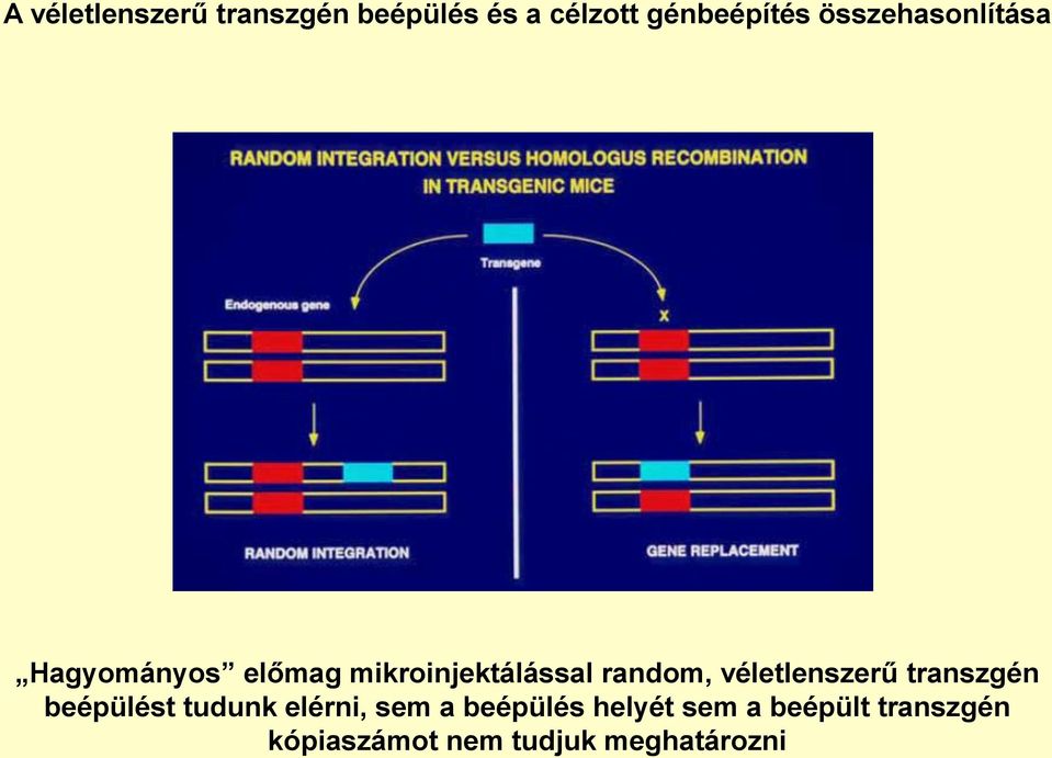 véletlenszerű transzgén beépülést tudunk elérni, sem a beépülés