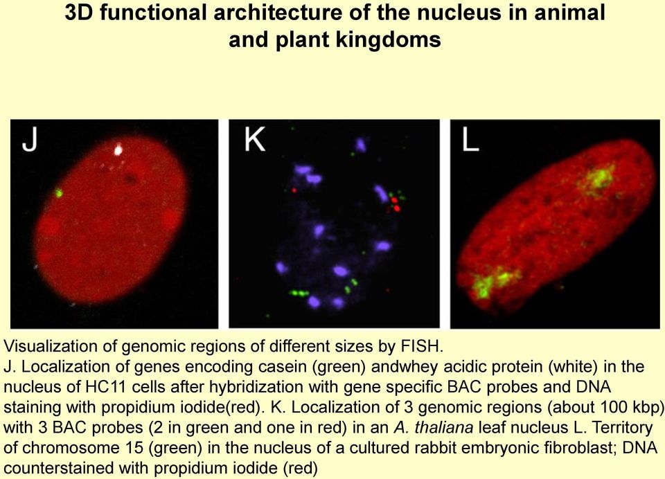 probes and DNA staining with propidium iodide(red). K.