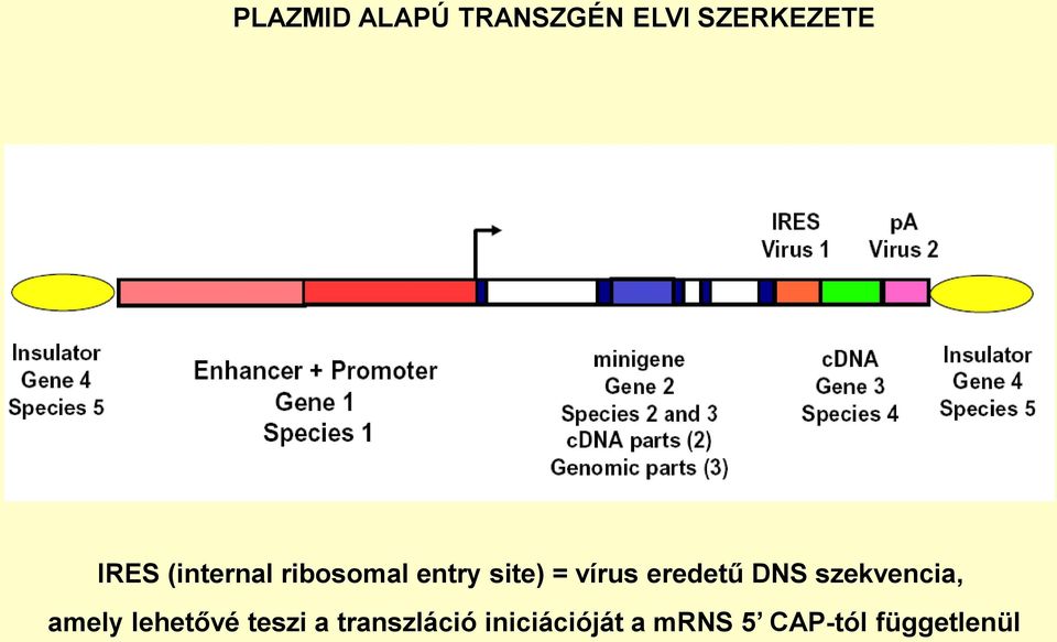 eredetű DNS szekvencia, amely lehetővé teszi a