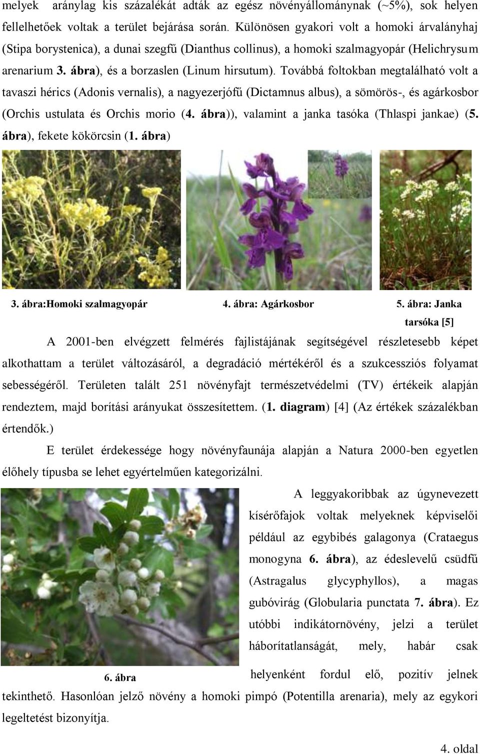 Továbbá foltokban megtalálható volt a tavaszi hérics (Adonis vernalis), a nagyezerjófű (Dictamnus albus), a sömörös-, és agárkosbor (Orchis ustulata és Orchis morio (4.