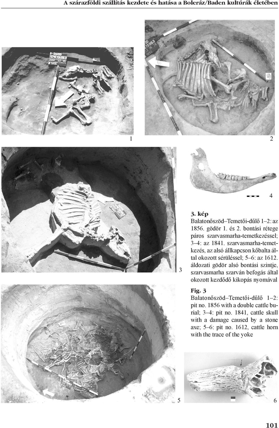 szarvasmarha-temetkezés, az alsó állkapcson kőbalta által okozott sérüléssel; 5 6: az 1612.