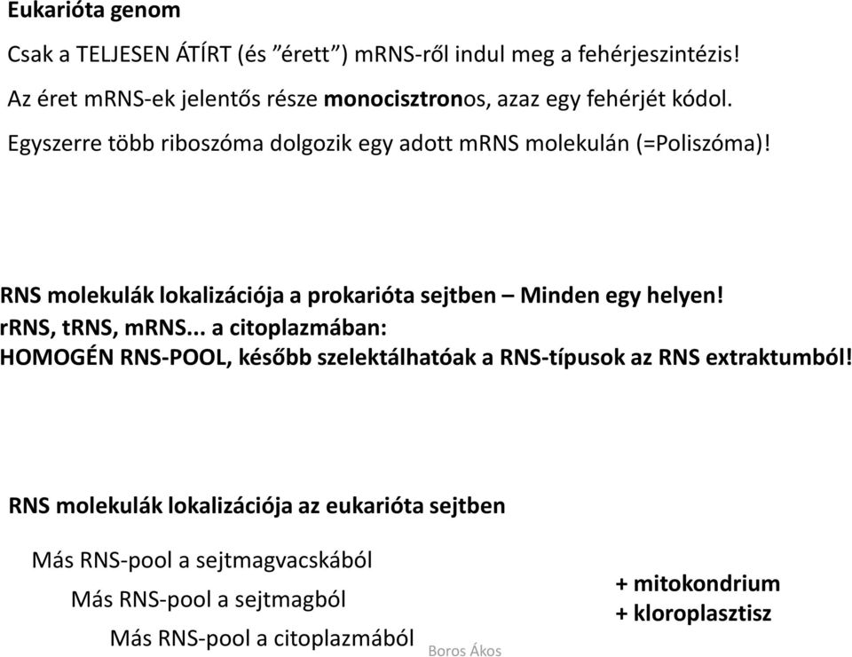 RNS molekulák lokalizációja a prokarióta sejtben Minden egy helyen! rrns, trns, mrns.